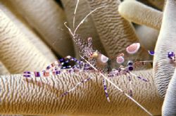 Ucatanecus; Bonaire; Housed Nikon F, 55mm Auto Micro Nikk... by Rick Tegeler 